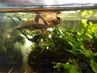 龍魚吃蝴蝶鯉飼料好嗎（龍魚吃蝴蝶鯉飼料是否好）