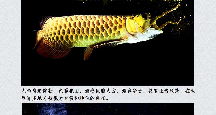 龍魚虎魚喂活魚的利弊分析（喂活魚可以滿足虎魚的天然飲食習(xí)慣） 龍魚百科 第3張