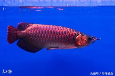 龍魚(yú)的來(lái)歷（龍魚(yú)是一種大型淡水熱帶魚(yú)，其起源可以追溯到遠(yuǎn)古時(shí)期） 龍魚(yú)百科 第2張