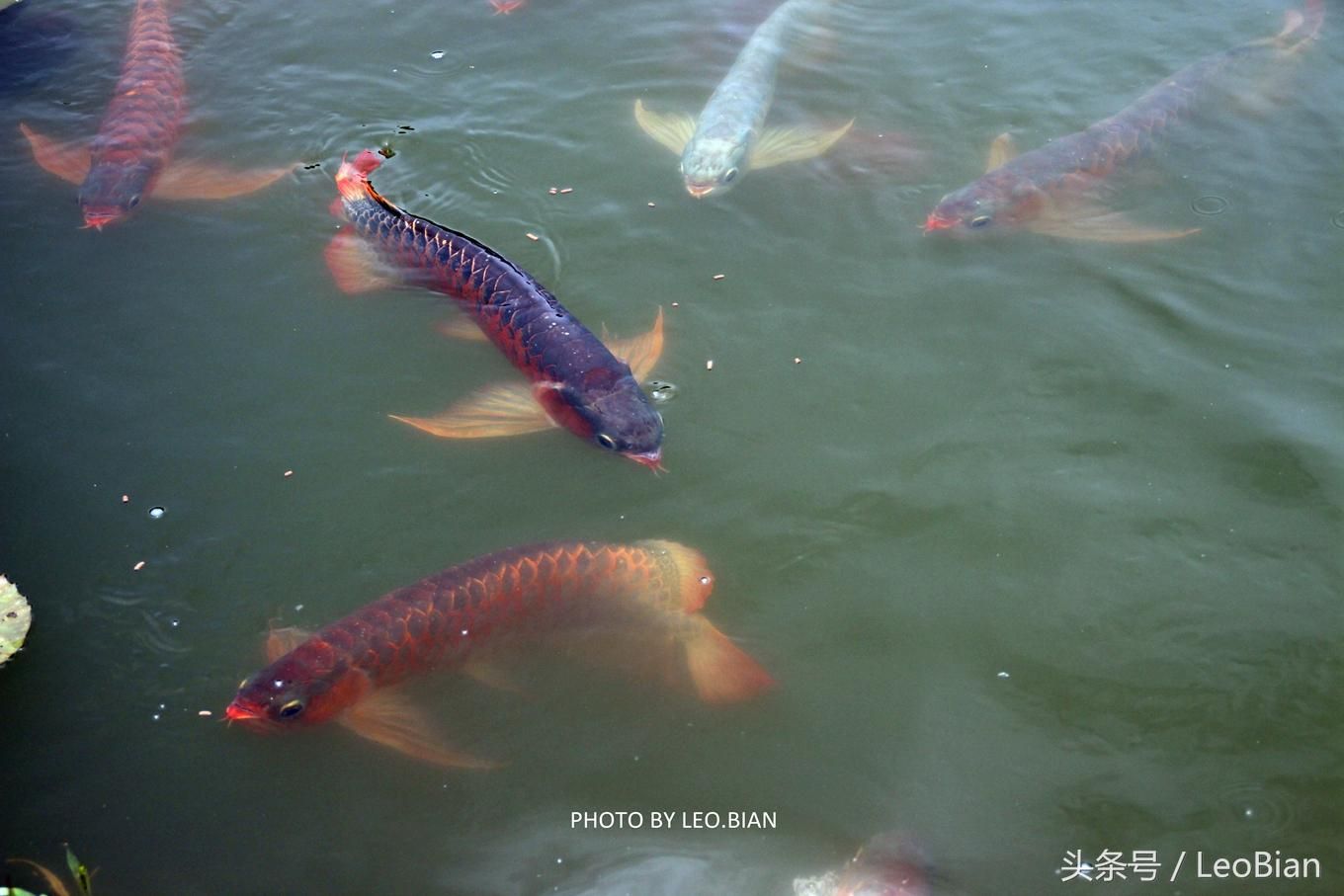 龍魚(yú)的來(lái)歷（龍魚(yú)是一種大型淡水熱帶魚(yú)，其起源可以追溯到遠(yuǎn)古時(shí)期） 龍魚(yú)百科 第5張