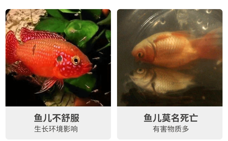 龍魚吃消化細菌的影響（龍魚吃掉了部分硝化細菌，不必擔心龍魚吃消化細菌會影響健康） 龍魚百科 第4張