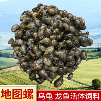 龍魚是否吃蝸牛（龍魚可以吃蝸牛嗎，）