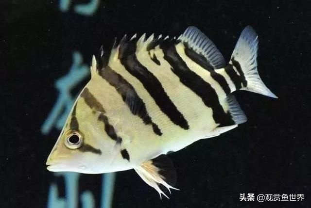 龍魚的最佳配魚選擇（在選擇與龍魚混養(yǎng)的魚類時(shí)，需要考慮到龍魚的特性） 龍魚百科 第4張