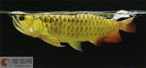 龍魚的最佳配魚選擇（在選擇與龍魚混養(yǎng)的魚類時(shí)，需要考慮到龍魚的特性） 龍魚百科 第5張