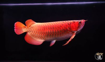 龍魚(yú)沉尾的原因（龍魚(yú)為什么會(huì)沉尾） 龍魚(yú)百科 第2張