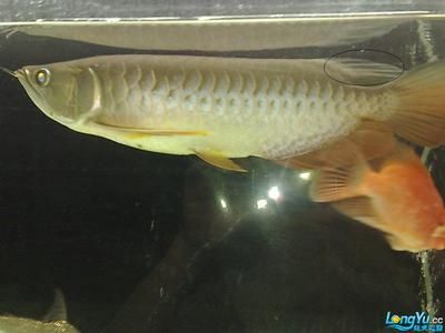 龍魚(yú)沉尾的原因（龍魚(yú)為什么會(huì)沉尾） 龍魚(yú)百科 第5張