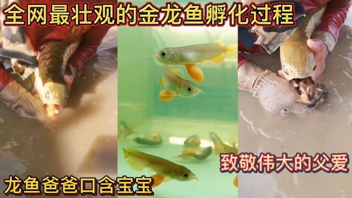 龍魚爸爸嘴里含寶寶100天不進食的影響（雄性龍魚在含卵期間不吃東西會導致死亡嗎？）