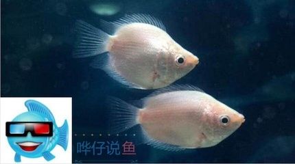 龍魚和接吻魚混養(yǎng)的可能性（接吻魚可以和龍魚混養(yǎng)嗎？） 龍魚百科 第4張