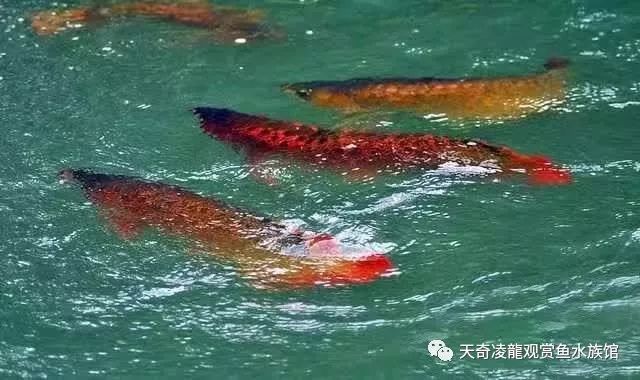 龍魚開燈不動(dòng)關(guān)燈就到處游的原因分析（為什么龍魚在開燈時(shí)保持靜止、關(guān)燈后變得活躍？）