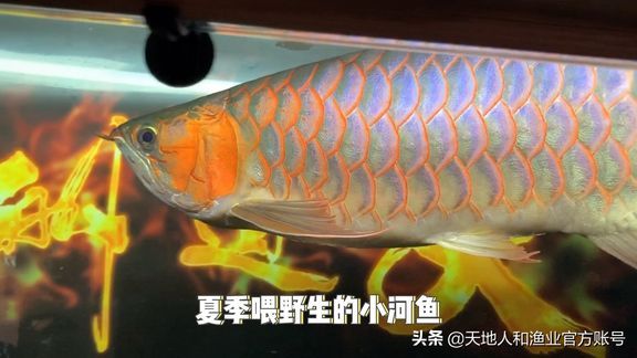 龍魚吃活食的檢疫（喂食活食的龍魚需要定期檢疫嗎，龍魚檢疫頻率為每年一次） 龍魚百科 第4張