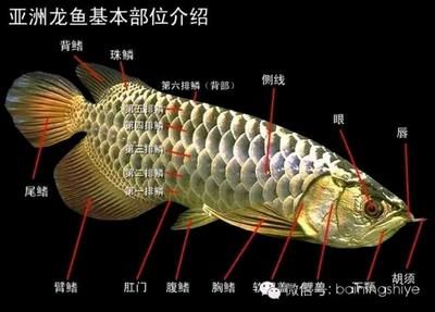 龍魚(yú)大小眼的原因分析（關(guān)于龍魚(yú)大小眼的成因） 龍魚(yú)百科 第4張