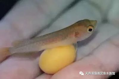 龍魚呼吸急促的原因（龍魚呼吸急促可能由多種原因引起龍魚呼吸急促的原因） 龍魚百科 第5張