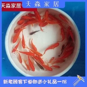 龍魚是否可以將草金當(dāng)主食（草金不是龍魚的自然食物來源） 龍魚百科 第4張