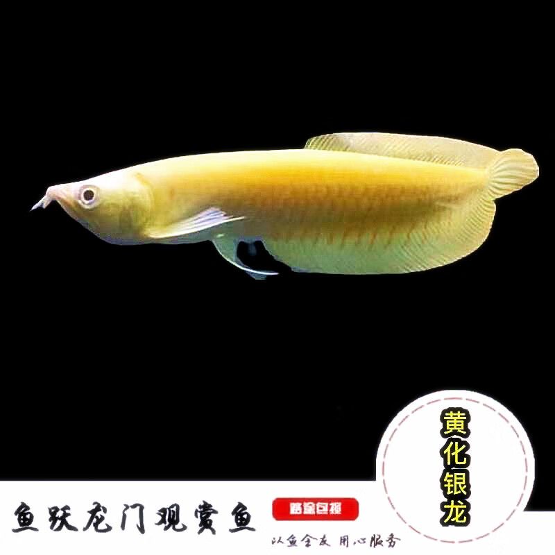 龍魚瞳孔發(fā)白（龍魚瞳孔發(fā)白可能由多種因素引起） 龍魚百科 第2張