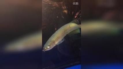 龍魚(yú)死前有什么征兆嗎（龍魚(yú)死亡前的一些征兆）