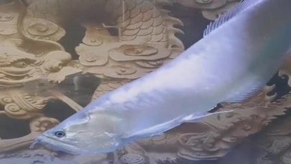 龍魚為什么頭朝下（龍魚頭朝下是怎么回事？）