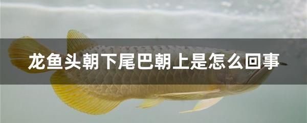 龍魚為什么頭朝下（龍魚頭朝下是怎么回事？） 龍魚百科 第3張