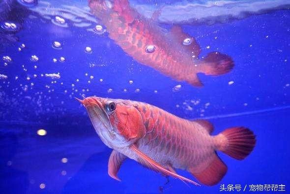 龍魚受保護(hù)嗎（龍魚的保護(hù)狀況取決于什么？） 龍魚百科 第3張