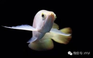 龍魚受保護(hù)嗎（龍魚的保護(hù)狀況取決于什么？） 龍魚百科 第4張