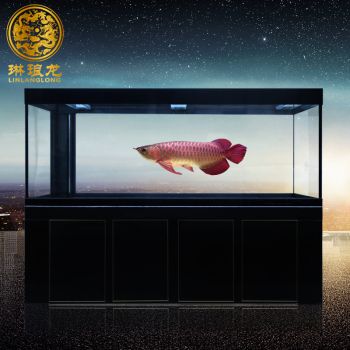 龍魚什么時候開始長寬（龍魚何時開始增寬） 龍魚百科 第3張