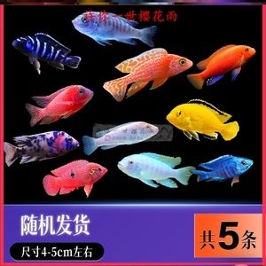 龍魚(yú)配三條薩伊藍(lán)好不好（薩伊藍(lán)和龍魚(yú)可以混養(yǎng)，但飼養(yǎng)者需要注意一些事項(xiàng)） 龍魚(yú)百科 第3張