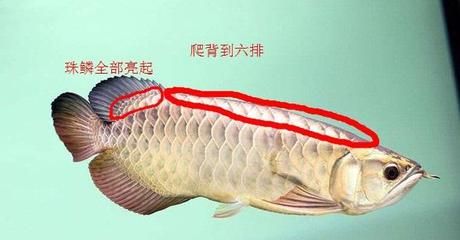 龍魚(yú)六排是什么意思（什么是龍魚(yú)六排）