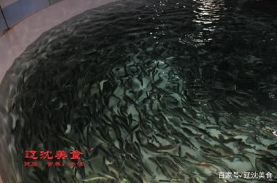 龍魚苗吃什么長得快（如何讓龍魚長得快一些）