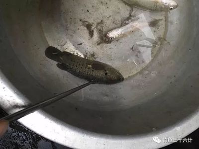 龍魚腮蟲有什么表現(xiàn)（感染腮蟲的龍魚可能會出現(xiàn)多種癥狀，可能會出現(xiàn)多種癥狀） 龍魚百科 第4張