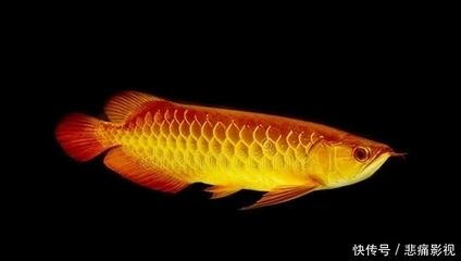 龍魚內(nèi)寄怎么治（如何治療龍魚內(nèi)寄） 龍魚百科 第5張