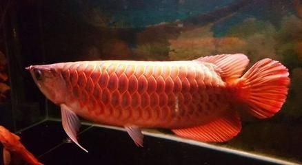 龍魚能不能養(yǎng)4條魚（龍魚的飼養(yǎng)數(shù)量）