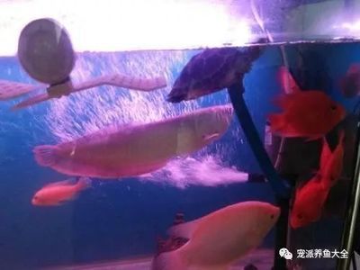 龍魚突然跳缸死了、迷信（傳統(tǒng)觀念中有魚跳缸是為主人擋災(zāi)的說法，龍魚也不例外）