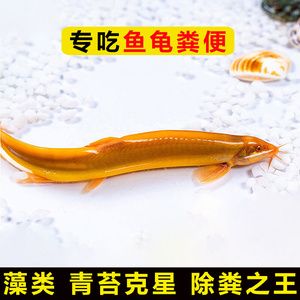 龍魚吐胃袋用大白片可以嗎（龍魚吐胃袋怎么辦） 龍魚百科 第2張