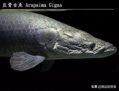 龍魚(yú)鰓蓋破了能長(zhǎng)好嗎（龍魚(yú)的鰓蓋如果受到損傷有可能恢復(fù)嗎？） 龍魚(yú)百科 第3張