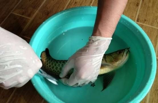 龍魚麻醉后多久才能喂食（龍魚麻醉后喂食的時(shí)間） 龍魚百科 第5張