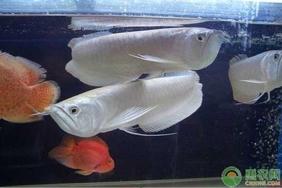 龍魚哪個品種寓意最好（紅龍魚、金龍魚、過背金龍、青龍都是寓意較好的龍魚品種） 龍魚百科 第2張