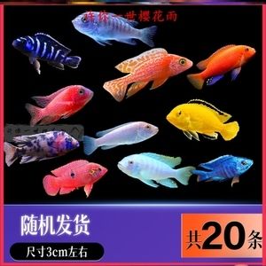 龍魚配薩依藍(lán)（薩伊藍(lán)魚和龍魚可以混養(yǎng)嗎？） 龍魚百科 第5張