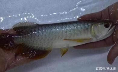 龍魚能不能喂白條（龍魚可以喂食白條魚嗎？）