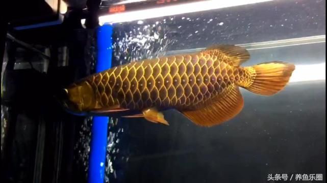 龍魚能不能喂白條（龍魚可以喂食白條魚嗎？） 龍魚百科 第4張