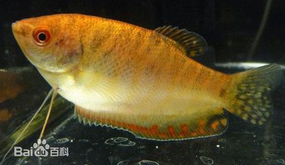 龍魚(yú)吞咽困難是怎么回事（龍魚(yú)吞咽困難可能由多種因素引起）