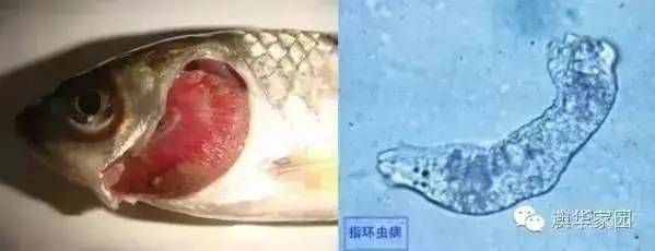 龍魚鰓蟲怎么判斷（如何判斷龍魚是否感染了鰓蟲） 龍魚百科 第3張