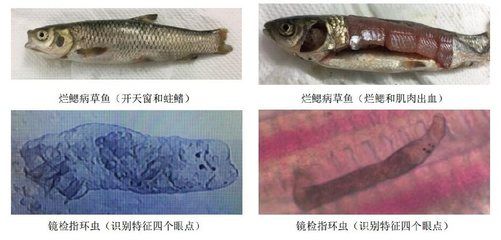 龍魚鰓蟲怎么判斷（如何判斷龍魚是否感染了鰓蟲） 龍魚百科 第5張