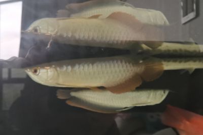 龍魚死后怎么辦（如何處理龍魚死亡的問題） 龍魚百科 第5張