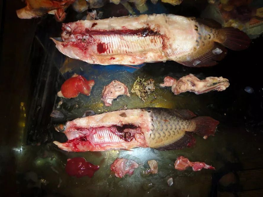 龍魚吐胃袋還能喂食嗎（龍魚吐胃袋后需要停止喂食嗎） 龍魚百科 第1張