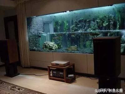 龍魚為什么總在魚缸頂層游（龍魚為什么在魚缸頂層游動(dòng)？）