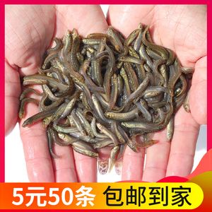 龍魚飼料魚是什么魚（龍魚飼料中常用的魚類和其他活餌，飼養(yǎng)者需要考慮到營(yíng)養(yǎng)需求） 龍魚百科 第3張