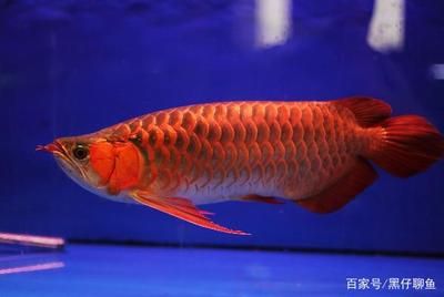 龍魚翹頭（龍魚翹頭是一個(gè)值得關(guān)注的問題，翹頭可能是由遺傳因素引起的）