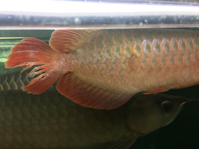 龍魚(yú)尾巴上有紅色疙瘩（龍魚(yú)尾巴上出現(xiàn)紅色疙瘩可能由多種因素引起）