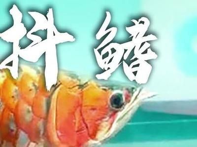 龍魚甩頭什么原因（龍魚甩頭可能由多種原因引起，）