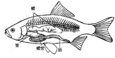 龍魚死后解刨沒有魚泡怎么回事（如果在解刨龍魚時沒有發(fā)現(xiàn)魚泡） 龍魚百科 第3張