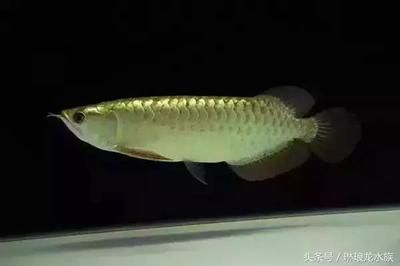 龍魚鯊魚嘴和正常嘴的區(qū)別？（龍魚的鯊魚嘴和正常嘴之間有幾個(gè)顯著的區(qū)別） 龍魚百科 第2張